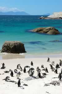 Boulders beach photo