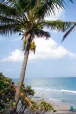 Boca Beach photo with palm tree