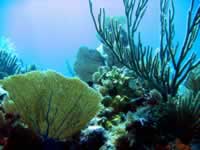 Photo of coral, Key Largo 
