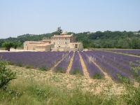 Lavender fields, Provence