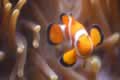 Clown fish and anemone