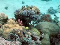 Tomato Clownfish in a coral garden, Great Barrier Reef 