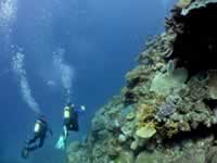 Divers along a coral wall of the Great Barrier Reef